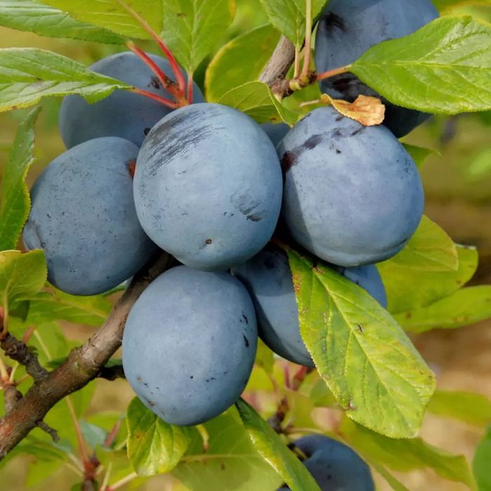 Pomi fructiferi disponibili