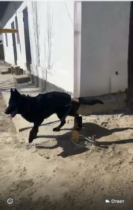 продается овчарка  1,5 лет