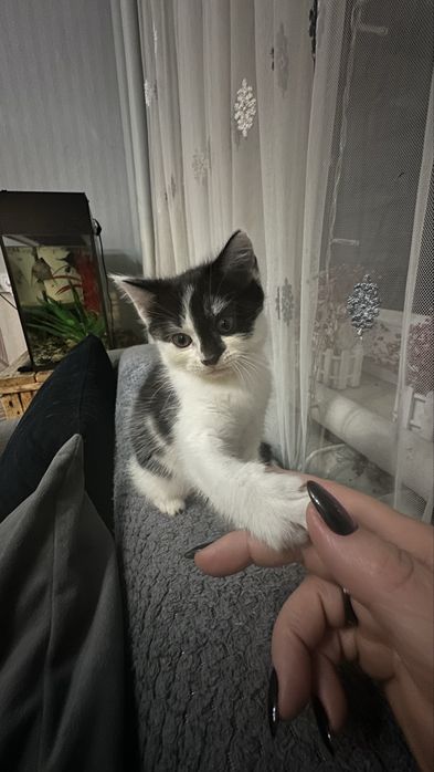 Милая кошечка ищет любящий дом