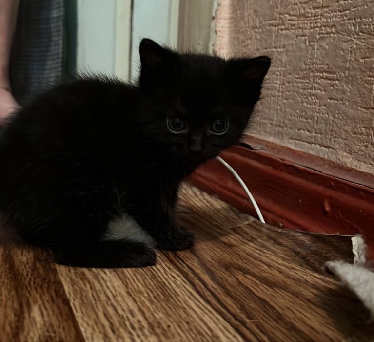 Отдам котят в хорошие руки!