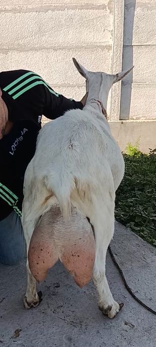 Capra nr1. De elită