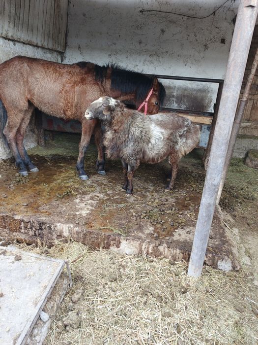 Продам племенного кошкара