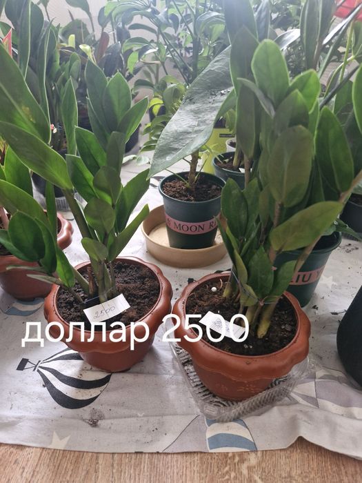 Комнатные цветы дешева