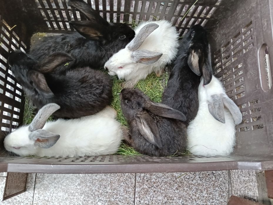 Iepuraș de vânzare