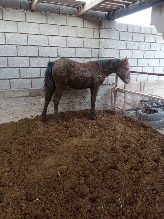 Тай сатылады ұрғашы