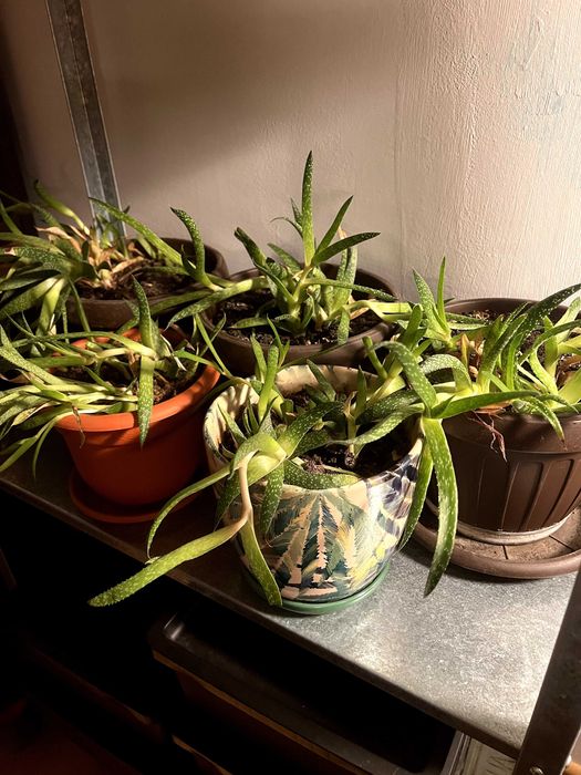 Plante aloe vera de vânzare