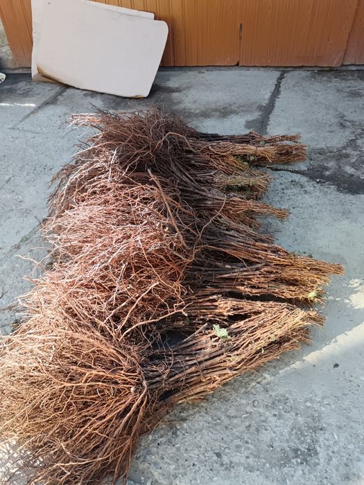 Butași vita de vie altoita