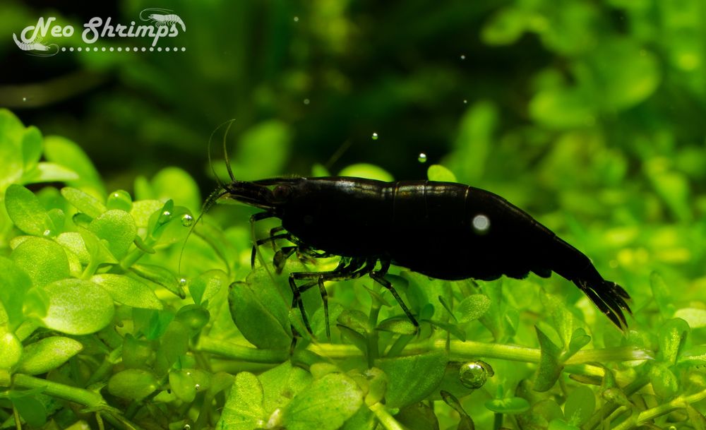 Аквариумни скариди Black Rose