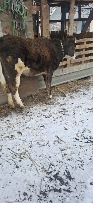 Телочка,Телка,тана,ургашы,корова