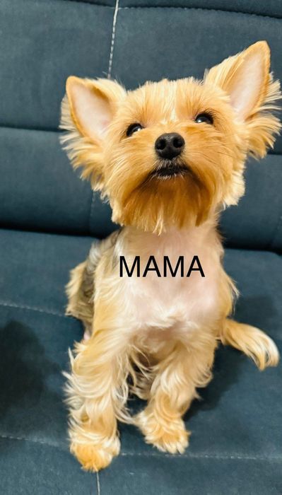 Продаётся щенок йоркширского терьера