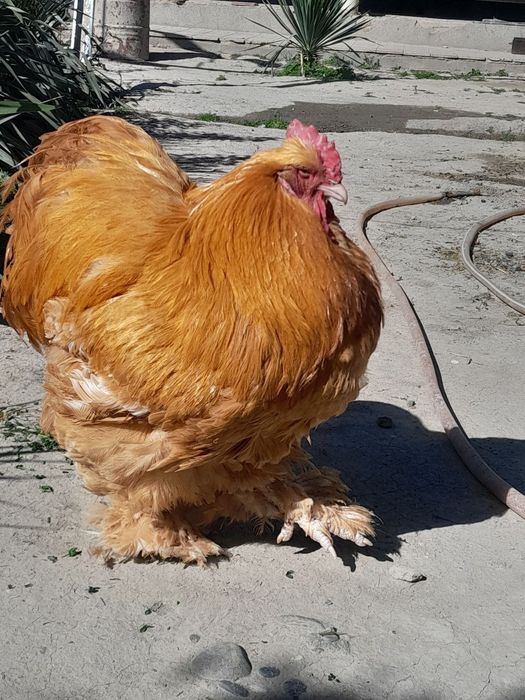 Prodayutsya teplyata  kohinhena rpaleviye mramori i beliye