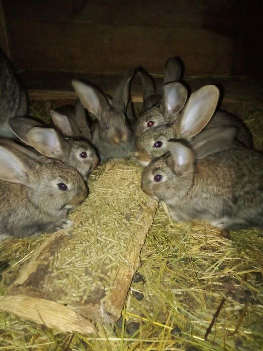 Продавам Зайци Великани
