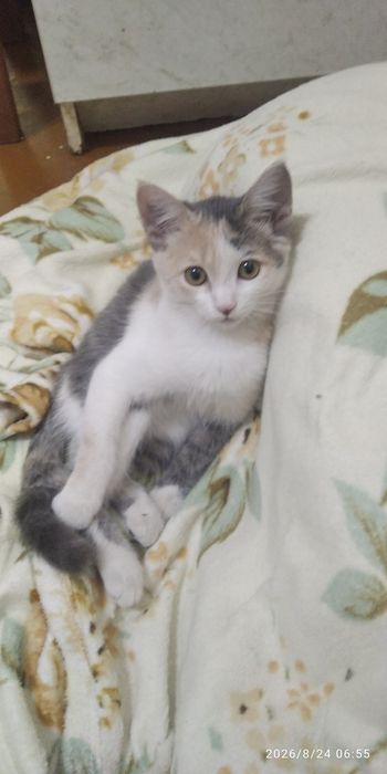 Котенок трехцветка