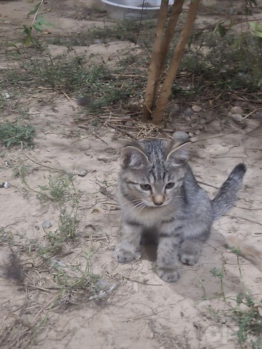 Котёнок без породы. Девочка.