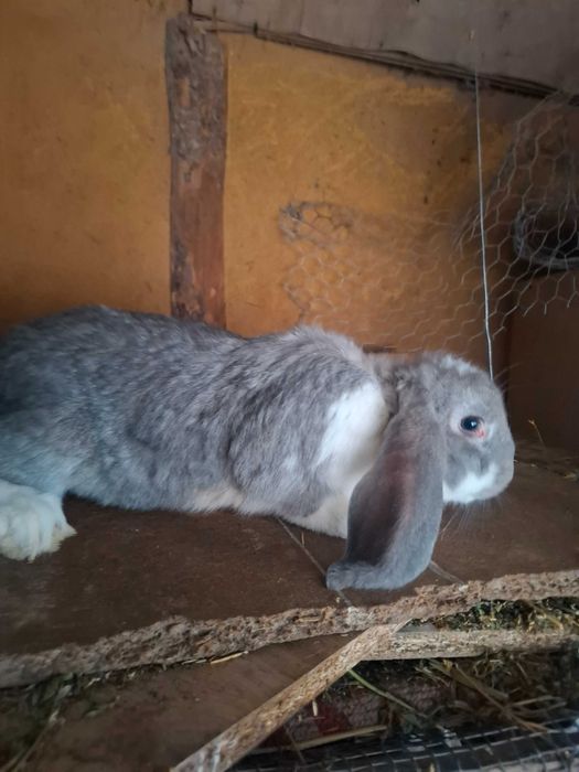 Iepuri uriaș german și berbec german