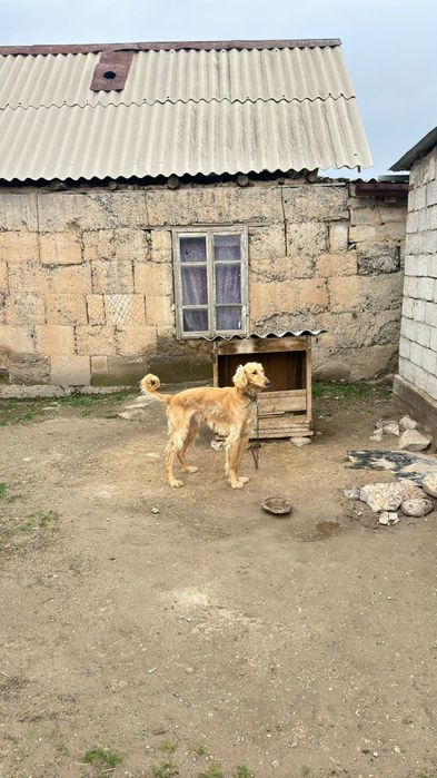 Тазы шашақ құмай