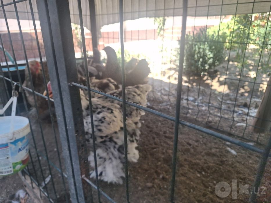 Брама мрамор товуклари