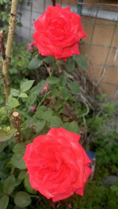 Продаю дачу 10 соток