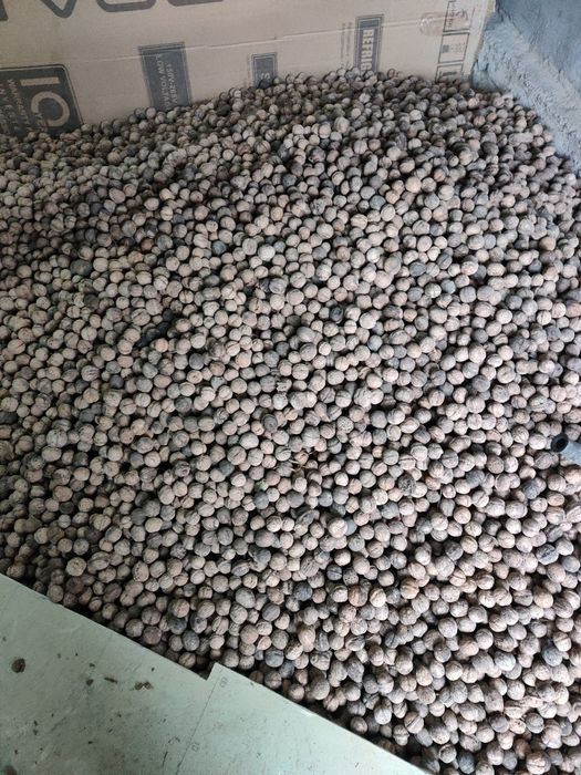 Орехи yonĝoqlar oq maĝiz