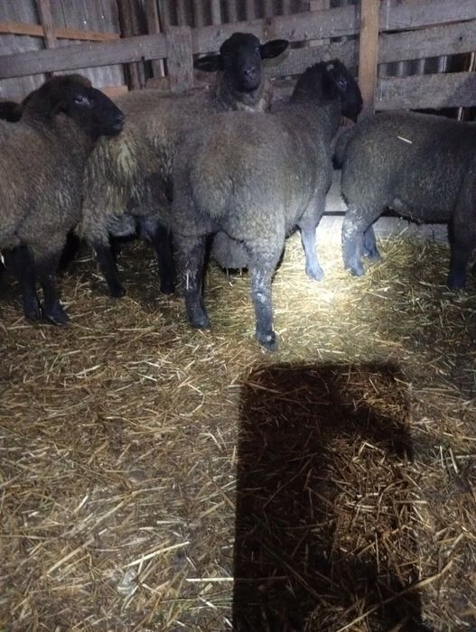 Vând berbecuți sufolk