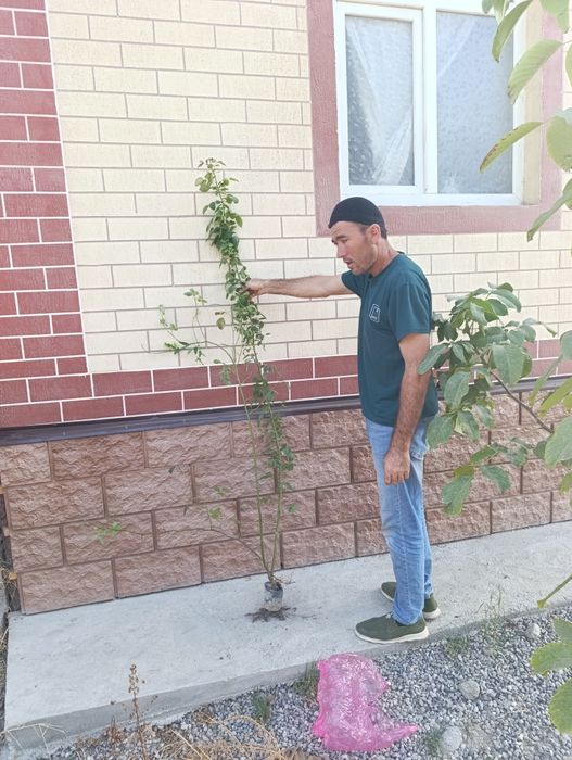 Плетистие роза сотилади