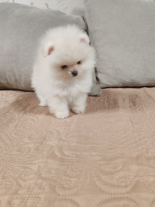 Померан мини  мъжки и женско