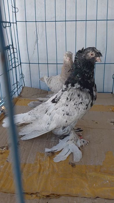 Голуби игровых кровей
