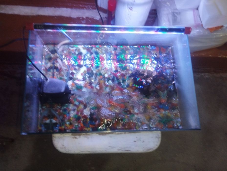 Akvarium baliqlari bilan