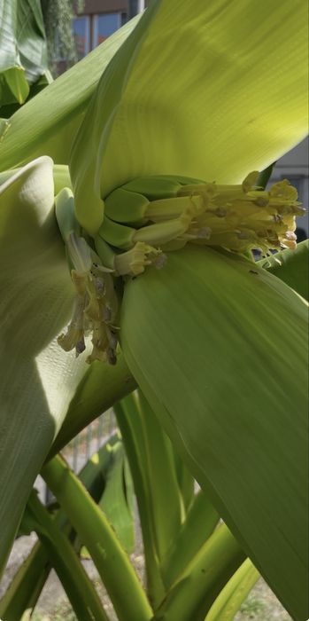Vand plante bananier
