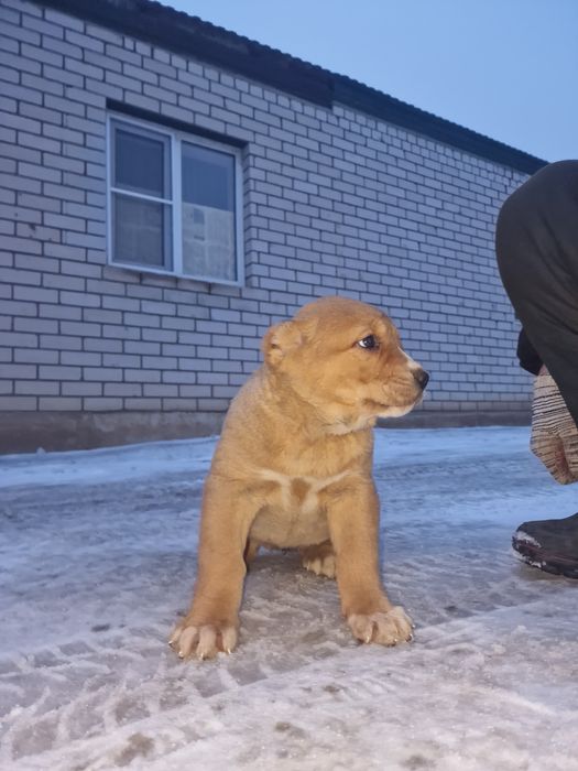 Продам щенков САО.