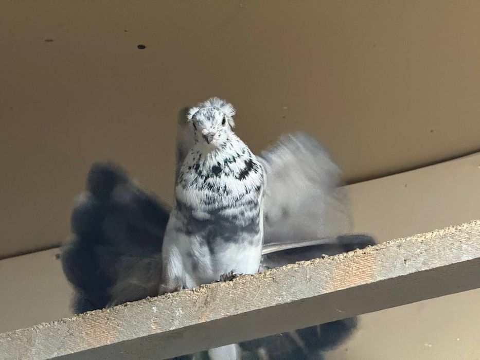 Kaptarla sotiladi kabutar, голубь голуби kaptar