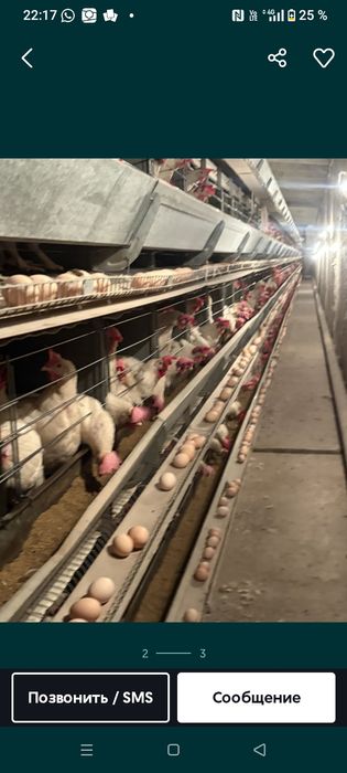 Куры несушки декалб