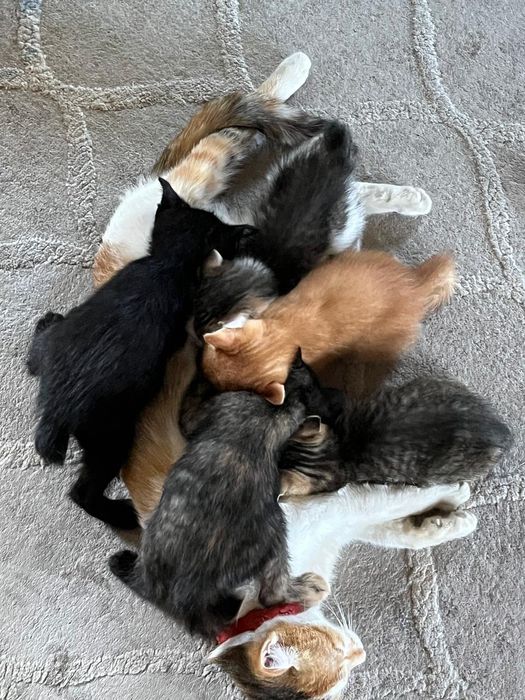 Котята курильский бобтейл( метис)