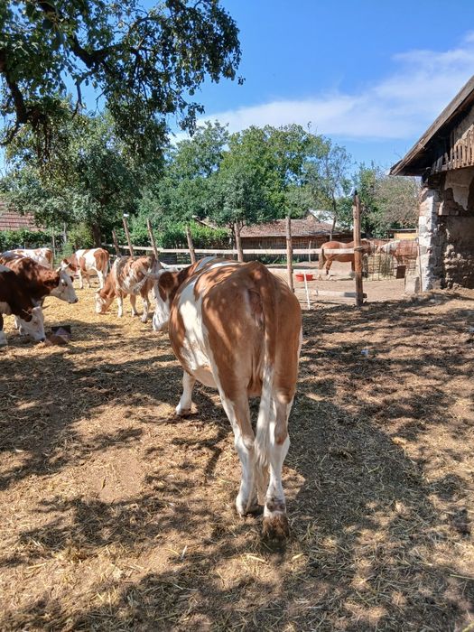Juninca gestanta in 8 luni baltata