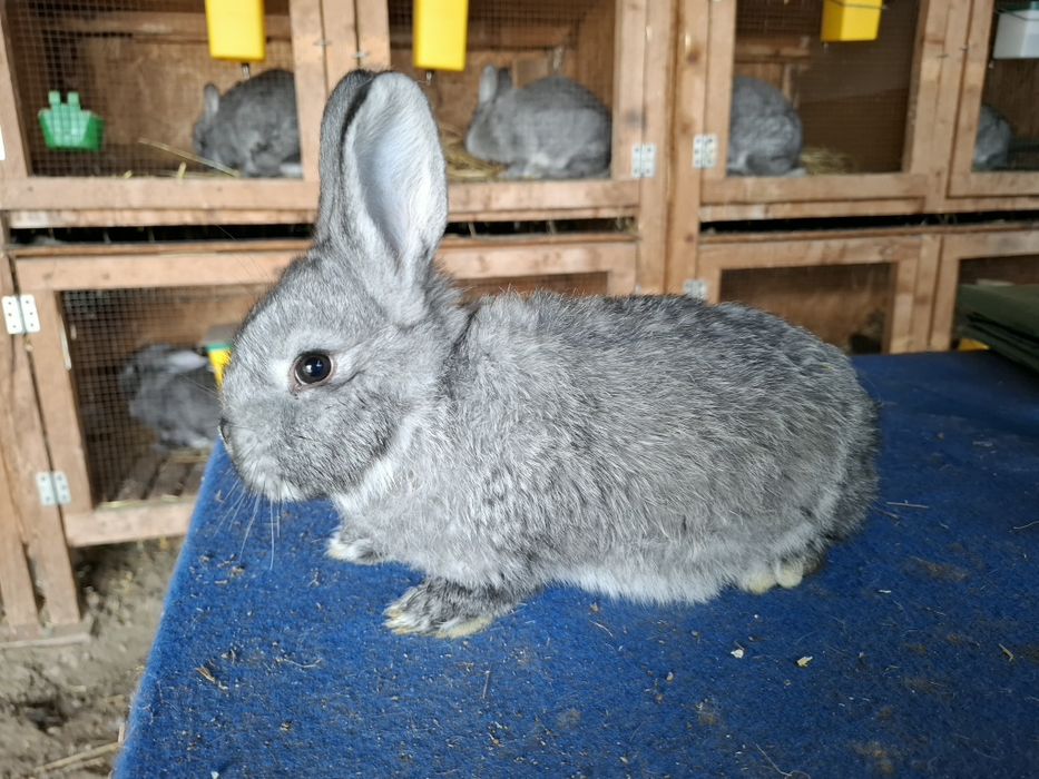 Iepuri de toate vârstele