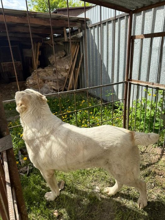 Продам собаку алабай