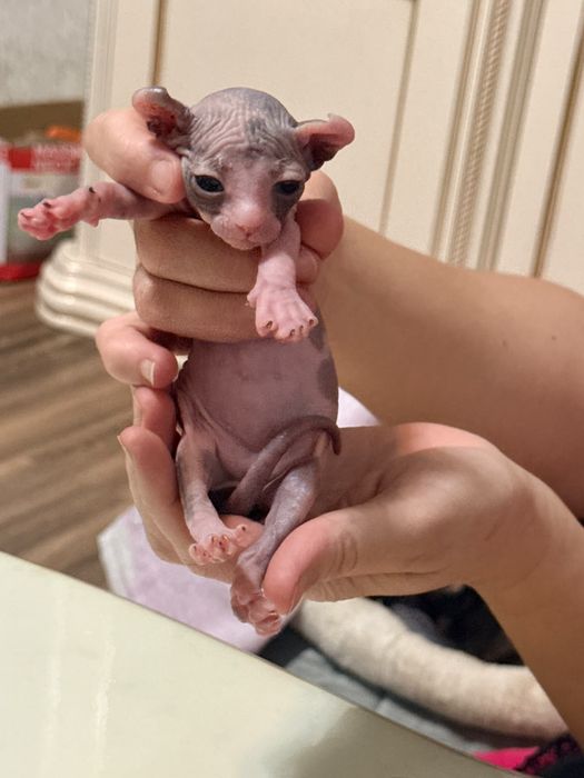 Сфинкс эльф котята
