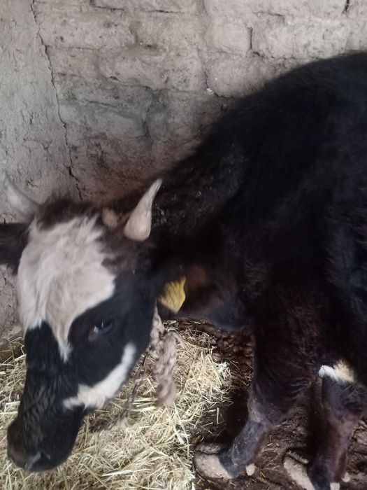 Продается две коровы