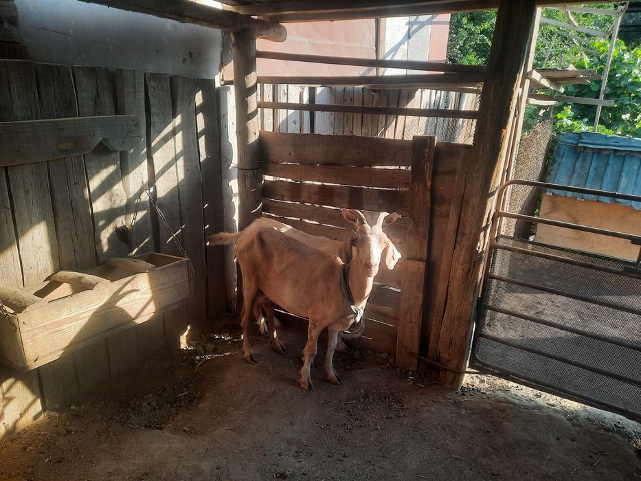 Заанен тұқымды ешкілер, лақтар сатылады