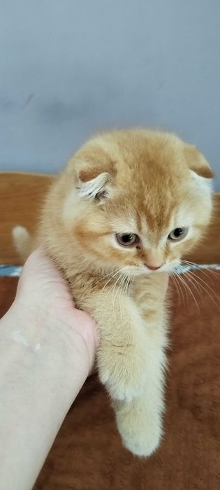 Последно шотландско клепоухо котенце