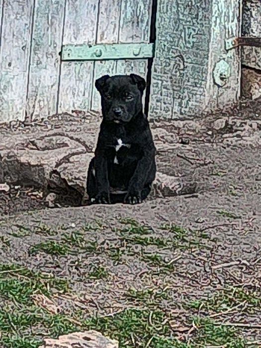 Подарявам кучета микс Кане Корсо/Питбул