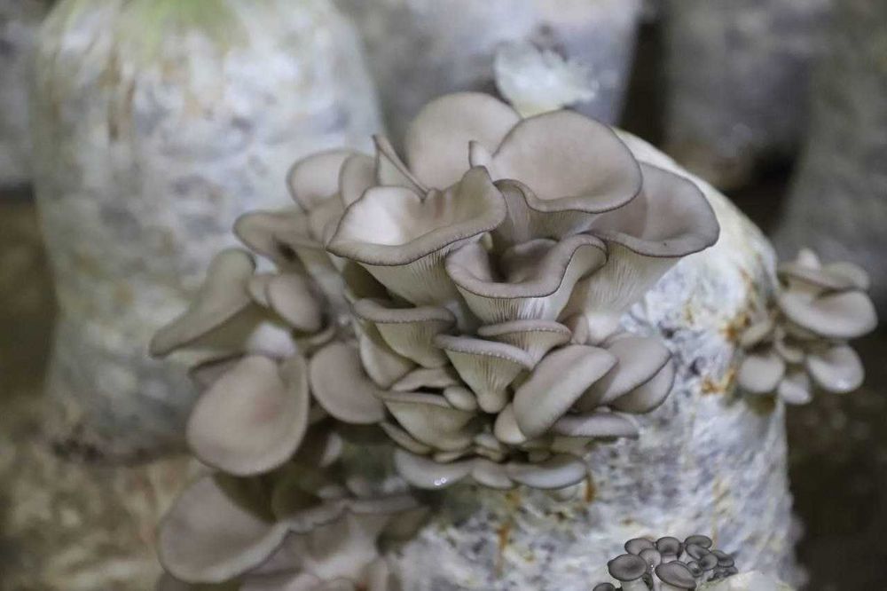 Qo'ziqorin sotiladi.