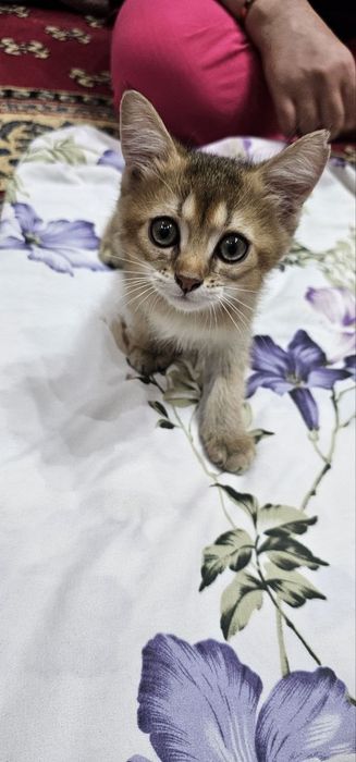 Шиншила боласи сотилади арзон нархда.