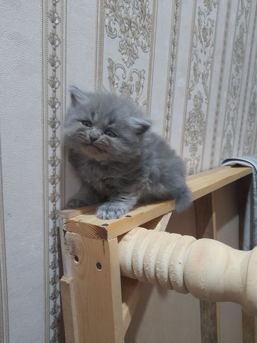 Скоттиш Страйт 1.5 месяцев