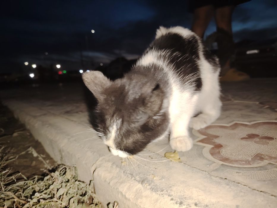Котенок 3-5месяцев
