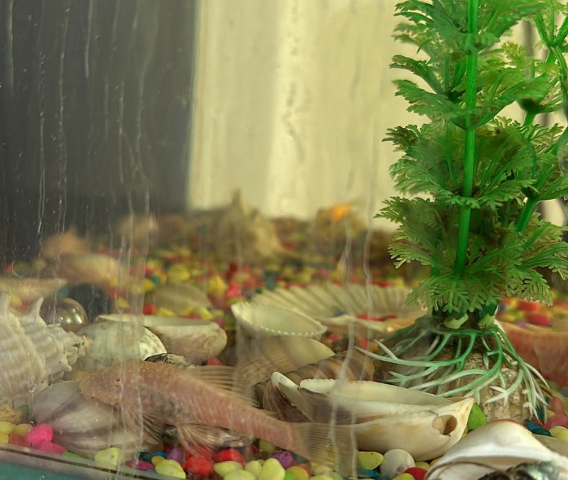 Продам сомиков- анцитрус .