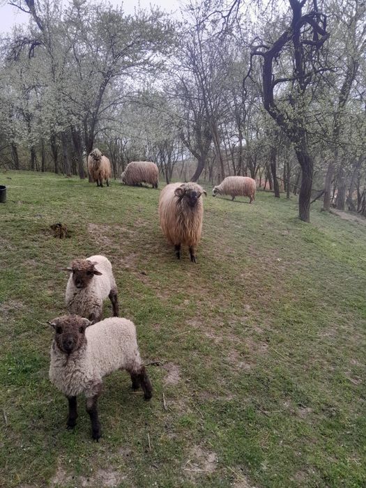 Vând berbec stramior.