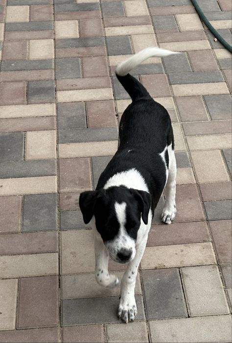 Donez catei (nu sunt de rasa)