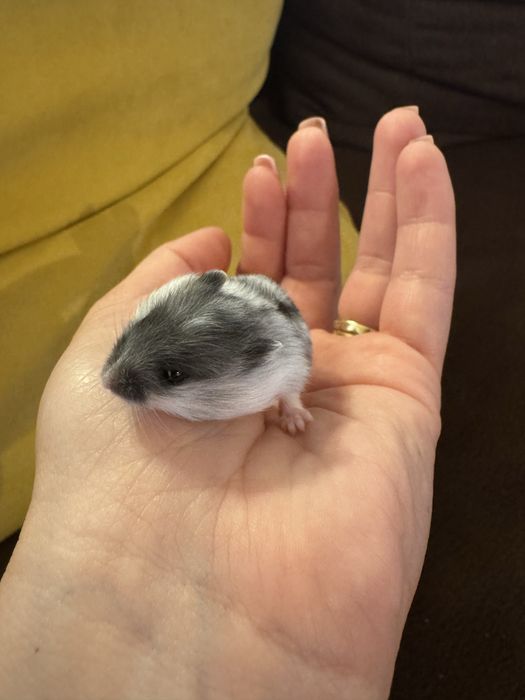 Vand Hamster pitic
