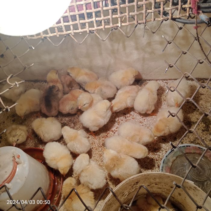 Балапан несушка домашний